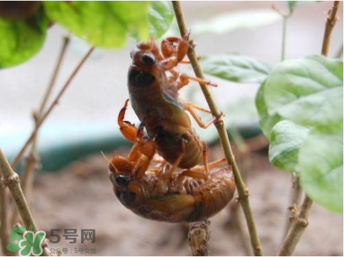 知了猴可以人工養(yǎng)殖嗎？知了猴怎么養(yǎng)殖？