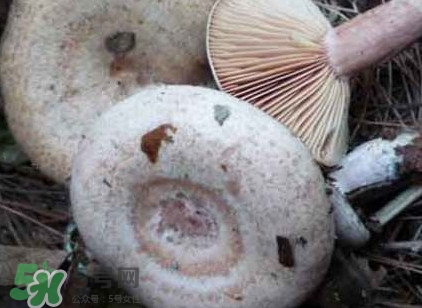 樅樹菌多少錢一斤 樅樹菌價格行情 樅樹菌多少錢一斤 樅樹菌價格行情