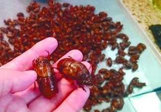 知了猴孕婦可以吃嗎？孕婦能吃知了猴嗎？