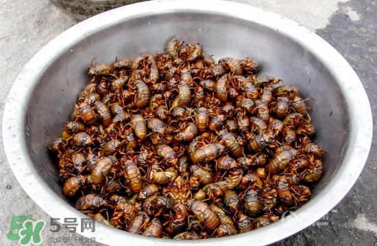 知了猴孕婦可以吃嗎？孕婦能吃知了猴嗎？