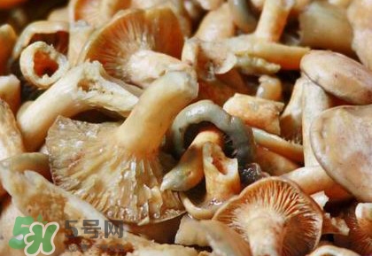 怎樣鑒別重陽(yáng)菌是否有毒？重陽(yáng)菌是發(fā)物嗎