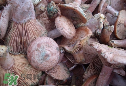 樅樹菌孕婦可以吃嗎？孕婦能吃樅樹菌嗎