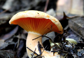 樅樹菌有毒嗎？樅樹菌怎么做好吃？