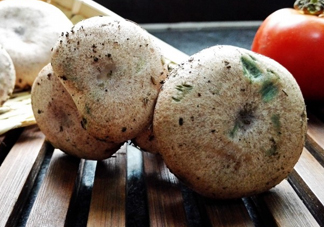 重陽菌孕婦可以吃嗎？重陽菌怎樣保存才新鮮