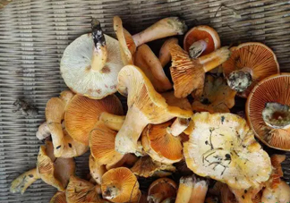 樅樹(shù)菌多少錢一斤 樅樹(shù)菌價(jià)格行情