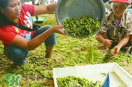 豆丹是什么？豆丹多少錢一斤？