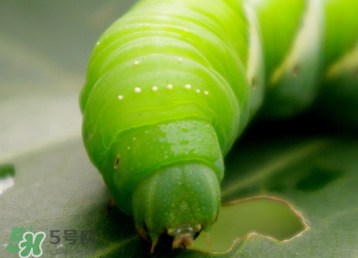 豆丹如何宰殺?。慷沟た梢允覂?nèi)養(yǎng)殖嗎？