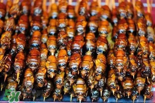 知了猴可以放冰箱嗎？知了猴可以冷凍嗎？