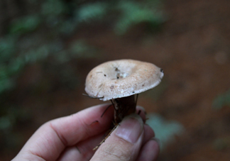 重陽菌什么時候有？重陽菌不能與什么食物一起吃