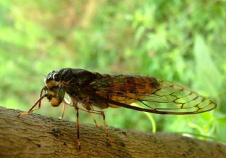 知了猴可以人工養(yǎng)殖嗎？知了猴怎么養(yǎng)殖？