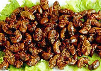 金蟬多少錢一斤？金蟬多少錢一斤2017？