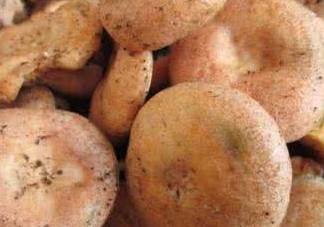 樅樹菌幾月才有？樅樹菌什么時候才有