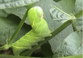 豆丹如何宰殺?。慷沟た梢允覂?nèi)養(yǎng)殖嗎？