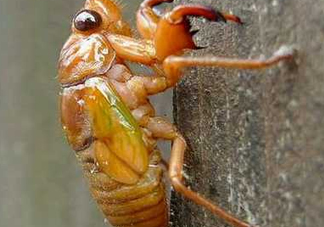 知了猴什么時候出來？知了猴幾月份出來？