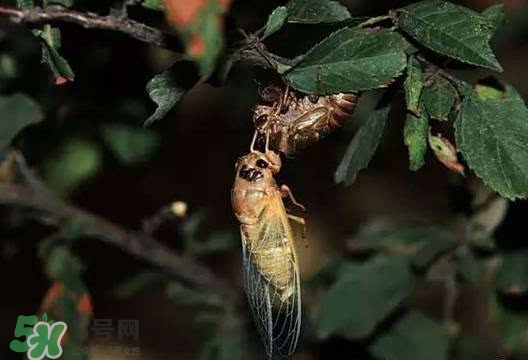 知了吃什么？知了吃什么食物？