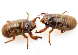 知了猴可以放冰箱嗎？知了猴可以冷凍嗎？