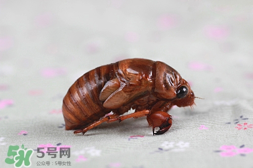 知了猴可以放冰箱嗎？知了猴可以冷凍嗎？