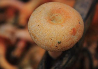 重陽菌可以種植嗎？重陽菌為什么不能人工種植？