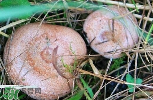 重陽菌怎么做好吃？吃重陽菌有什么好處