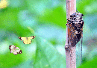 知了怎么保存不發(fā)黑？知了猴變黑了怎么辦？