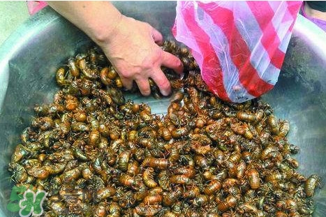 蟬蛹可以人工養(yǎng)殖嗎？蟬蛹的養(yǎng)殖方法