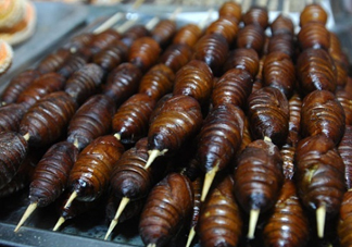 蟬蛹吃什么部位？蟬蛹都有哪些營養(yǎng)價值