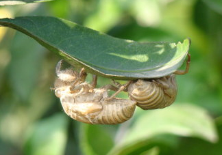水煮蟬蛹怎么做？蟬蛹煮多久可以熟？