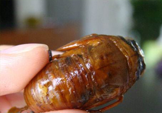 幼蟬猴怎么抓？幼蟬猴什么時候抓最好