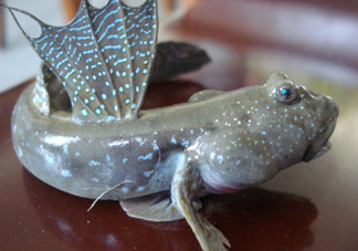 彈涂魚(yú)是兩棲動(dòng)物嗎？彈涂魚(yú)營(yíng)養(yǎng)價(jià)值有哪些