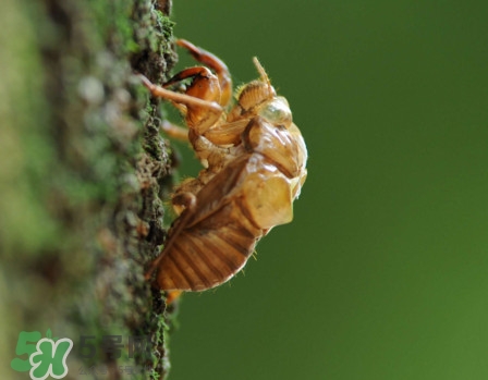 蟬蛹什么時候出來？蟬蛹什么時候最多