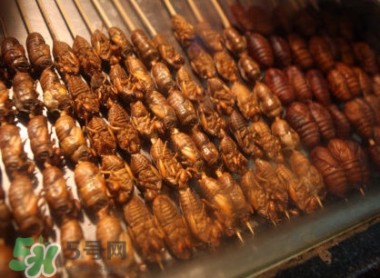 蟬蛹吃什么部位？蟬蛹都有哪些營養(yǎng)價值