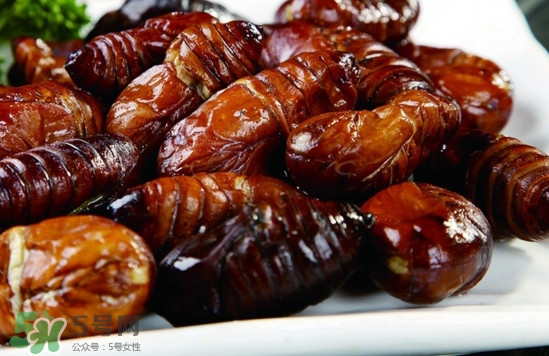 蟬蛹可以保存多長時間？蟬蛹冰凍起來能保存多久