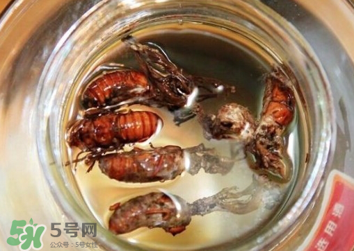 知了猴可以泡酒嗎？金蟬可以泡酒嗎？