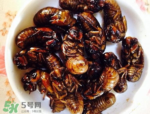 知了猴可以泡酒嗎？金蟬可以泡酒嗎？