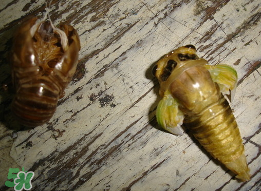 知了猴可以泡酒嗎？金蟬可以泡酒嗎？