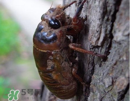 蟬蛹什么人不能吃？蟬蛹不能和什么一起吃