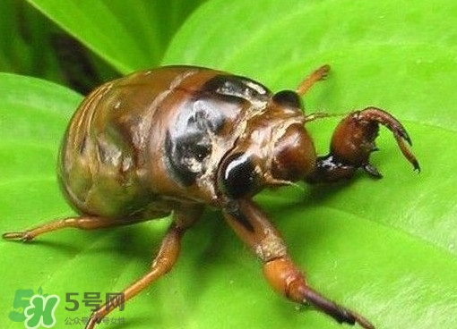 幼蟬猴多少錢一斤？幼蟬猴幾月份有