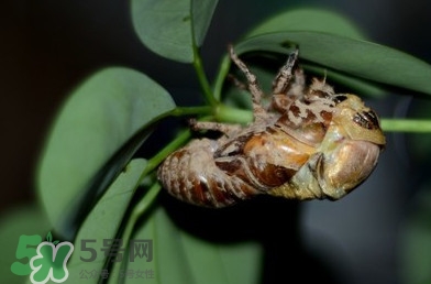 幼蟬猴怎么抓？幼蟬猴什么時(shí)候抓最好