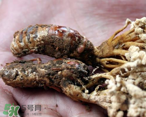 蟬花多少錢一斤 蟬花是怎么形成的 蟬花多少錢一斤 蟬花是怎么形成的