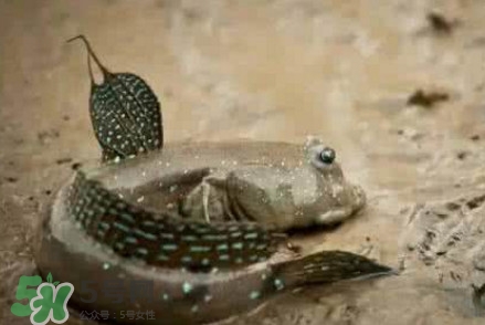 彈涂魚(yú)能吃嗎？彈涂魚(yú)怎么抓