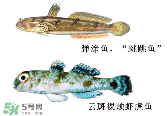 彈涂魚多少錢一斤？彈涂魚有毒嗎