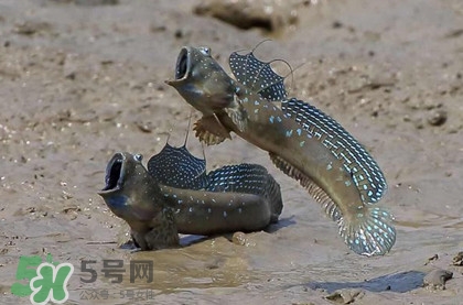 跳跳魚是什么魚？跳跳魚是不是泥鰍