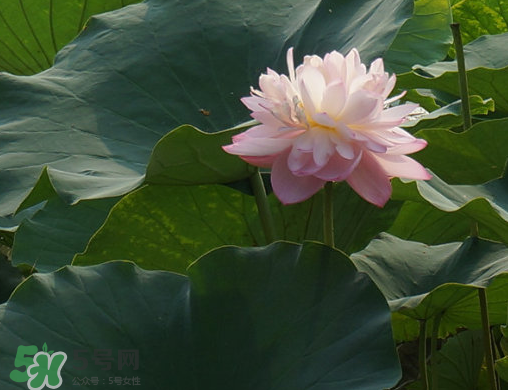 2017年中伏是哪一天？中伏是幾月幾日2017？