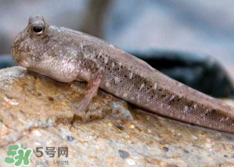 跳跳魚怎么做好吃？跳跳魚的最好吃做法