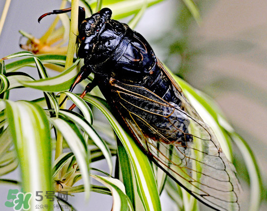 知了能活多長時(shí)間？知了可以活多久？