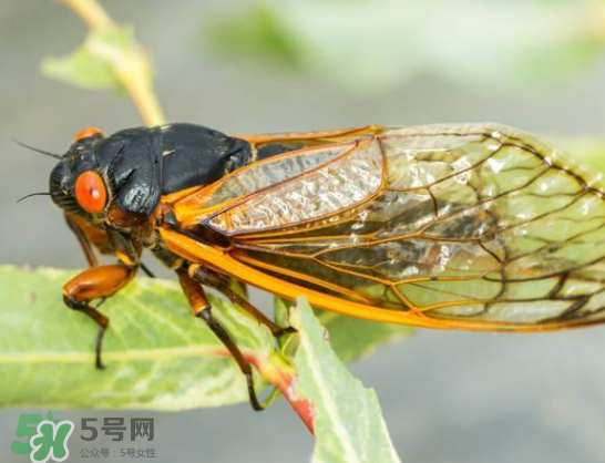 知了能活多長時(shí)間？知了可以活多久？