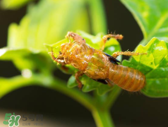 知了能活多長時(shí)間？知了可以活多久？