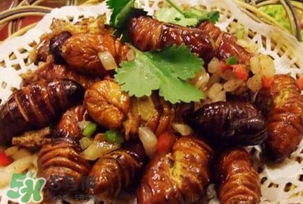 蟬蛹多少錢一斤？野生蟬蛹多少錢一斤