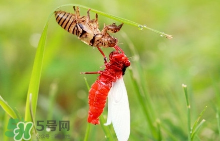 蟬蛹能吃嗎？蟬蛹怎么做好吃