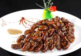 蟬蛹可以多吃嗎？蟬蛹多吃會(huì)怎么樣？